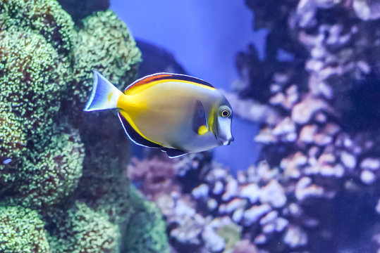 The Powder Brown Tang (Acanthurus japonicus) is a type of tang (surgeonfish) from the Indo-West Pacific.  It is a popular tropical fish among marine aquarium enthusiasts.  