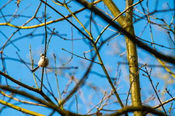 a great tit sits in a tree without  leaves with a blue background