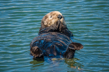 A California Sea Otter (Enhydra lutris) swims on its back along the central coast of California in Monterey Bay, near Big Sur and Carmel.
