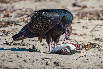 A turkey vulture (Cathartes aura), also know as a turkey buzzard, eating carrion (a small seabird)...