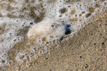 A sand dollar washes up on a sandy beach in Monterey, California.  Sand dollars are not shells but are actually skeletons of a flattened type of sea urchin,