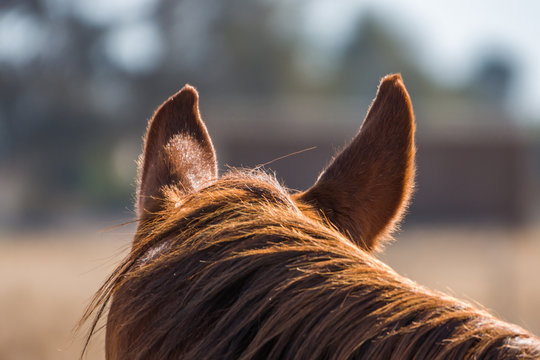 View of a horse from behind with close up of mane and ears. - Powered by Adobe
