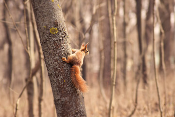 Squirell