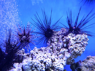 A diverse life of aquatic inhabitants boils on the seabed