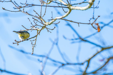 a tit sits in a tree without  leaves with a blue background