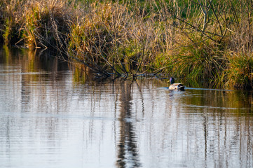 a duck swims  alone on a small river between fields in the evening
