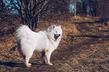 Obraz premium White fluffy Samoyed dog puppy is walking outside