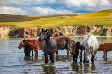 Fototapeta na wymiar A herd of horses bathing in Baikal lake, Russia