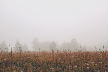 Foggy morning among wildflowers and grasses
