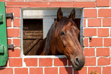Pferdeportrait