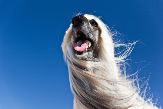 Dog Afghan Hound dynamic stylish portrait against blue sky