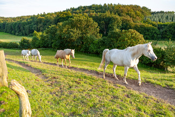 Fototapeta premium Pferde auf der Koppel