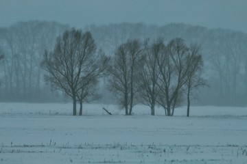 winter landscape with trees and snow