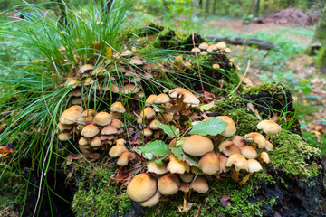 Many brown mushrooms on a mossy and grassy tree trunk in the woods