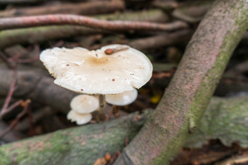 A big and a few small white mushrooms between branches in the forest - View from above