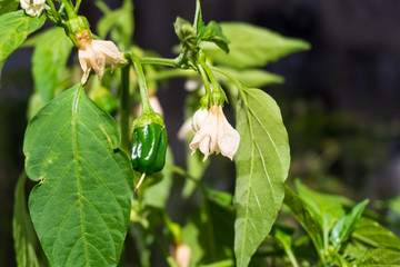 Chili pepper plant with leaves and buds