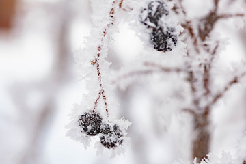 Tree branch with berries in the frost