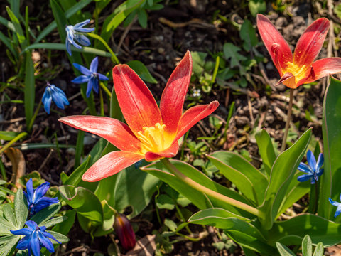  Seerosen-Tulpe Tulipa kaufmanniana im Frühling