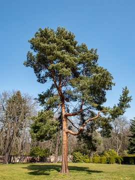 Waldkiefer Pinus sylvestris im Park