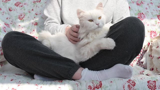 sch&ouml;ne, wei&szlig;e, langhaarige Perserkatze, Ragdoll Katze liegt gem&uuml;tlich auf dem Scho&szlig; einer jungen Frau und wird gestreichelt und gekrauelt