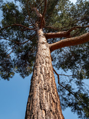 Fototapeta premium Baumstamm einer Kiefer im Park