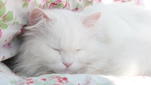 sch&ouml;ne, wei&szlig;e, langhaarige Perserkatze, Ragdoll Katze liegt und schl&auml;ft auf blumiger Decke