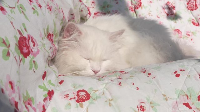 sch&ouml;ne, wei&szlig;e, langhaarige Perserkatze, Ragdoll Katze liegt und schl&auml;ft auf blumiger Decke