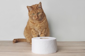 Funny ginger cat looking curious to a toilet paper roll on the table.