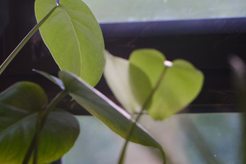 Green leaf of a plant indoor
