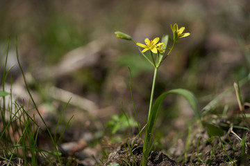 Wild flower Gagea lutea in the forest. Known as Yellow Star-of-Bethlehem. Yellow flower growing in floodplain forest, sunny day.