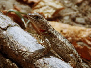 Close-up of a lizard that lives on the Ecuadorian coast