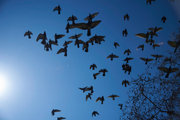 Taubenschwarm am blauen Himmel