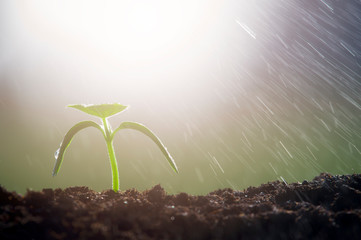 Rising young fresh plant growing in heavy rain. Symbolizes the struggle for a new life..