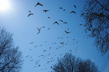 Taubenschwarm am Himmel