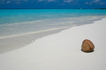Coconut on white sandy beach