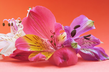Closeup view of alstroemeria lily flowers on red gradient background 