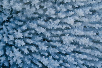 White corals underwater