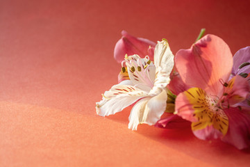 Closeup view of alstroemeria lily flowers on red gradient background with soft light with copy space for your text
