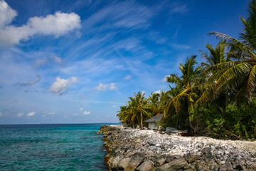 tropical beach with palm trees in Maldives