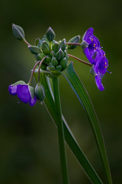 An isolated view of the purple flowers of spiderwort, one of the first native wildflowers to bloom in the summer prairie.