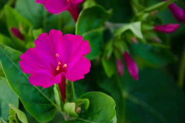 Fototapeta premium pink flower in the garden