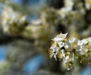 Cherry blossom in spring for background or copy space for text