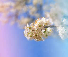Cherry blossom in spring for background or copy space for text