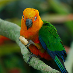 Colorful yellow parrot, Sun Conure (Aratinga solstitialis), standing on the branch,