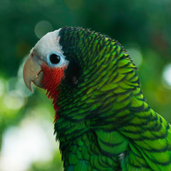 rose-throated amazon parrot in close up