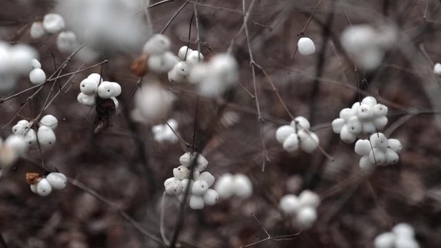 A Symphoricarpos albus is a species of flowering plant. Snowberry fruits in spring.
