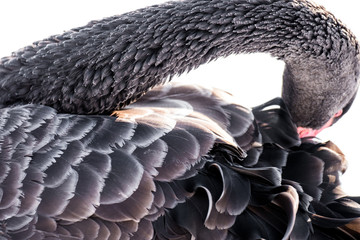 Fototapeta premium cygne