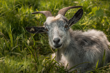 Fototapeta premium Peaceful goat
