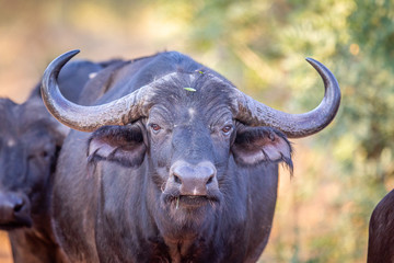 Big male African buffalo starring at the camera.