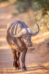 African buffalo walking towards the camera.